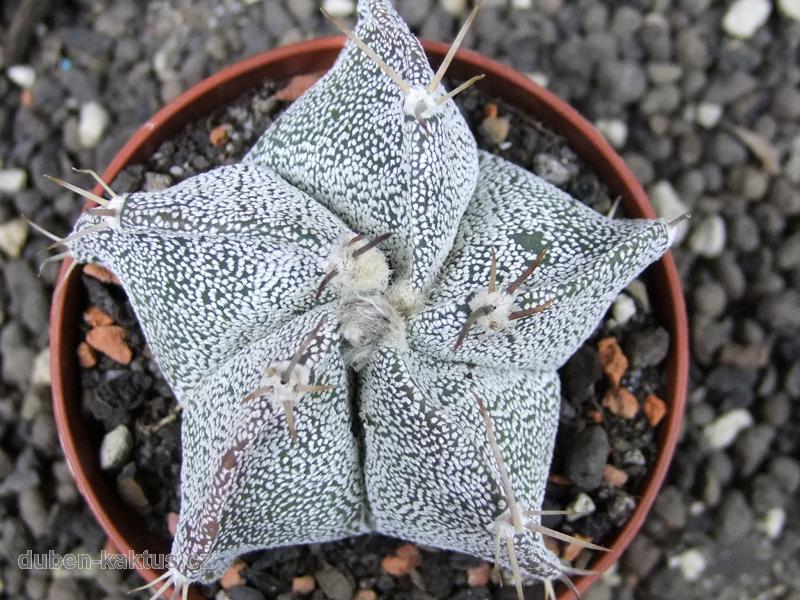 Astrophytum ornatum hybrid - Duben-kaktus