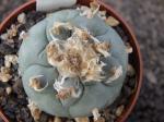 Lophophora williamsii