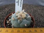 Lophophora williamsii