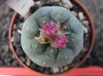 Lophophora fricii