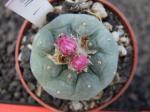 Lophophora fricii