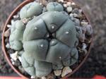 Lophophora williamsii caespitosa