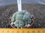 Lophophora williamsii caespitosa