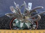 Astrophytum caput medusae