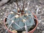 Gymnocalycium armatum