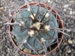 Gymnocalycium armatum