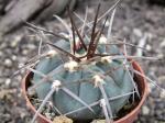 Gymnocalycium armatum