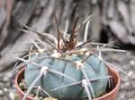 Gymnocalycium armatum