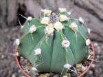 Astrophytum hybrid senile