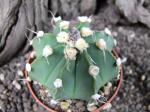 Astrophytum hybrid senile