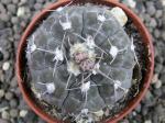 Gymnocalycium prochazkianum