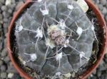 Gymnocalycium prochazkianum