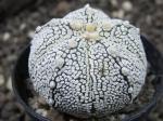 Astrophytum SuperKabuto hybrid