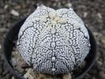 Astrophytum SuperKabuto hybrid