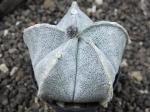 Astrophytum coahuilense