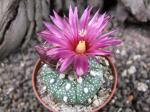 Astrophytum hybrid A+ flower