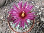 Astrophytum hybrid A+ flower