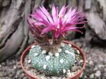 Astrophytum hybrid A+ flower