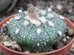 Astrophytum hybrid A+ flower