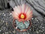 Astrophytum hybrid A/B flower (X capricorne)