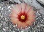 Astrophytum hybrid A/B flower (X capricorne)