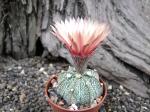 Astrophytum hybrid A/B flower (X capricorne)