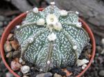 Astrophytum hybrid A/B flower (X capricorne)