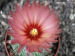 Astrophytum hybrid A+ flower