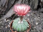 Astrophytum hybrid A+ flower