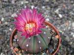 Astrophytum hybrid A+ flower