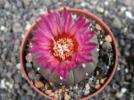 Astrophytum hybrid A+ flower