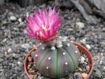 Astrophytum hybrid A+ flower