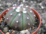 Astrophytum hybrid A+ flower